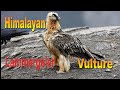 Himalayan Lammergeier| Vulture life in Mustang of  Nepal