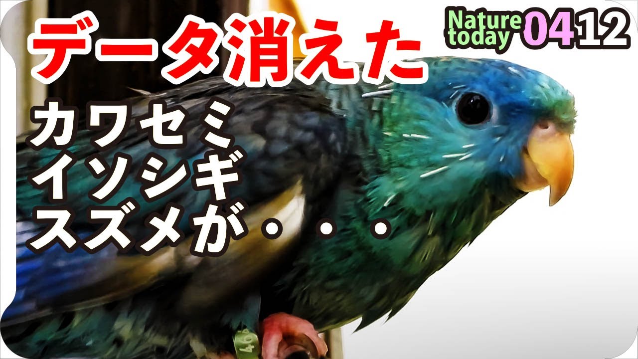 0412 サザナミインコの水浴び カワセミ捕食 交尾 イソシギ交尾 スズメ営巣撮るも Nikon P1000が壊れてデータ消えた 鶴見川水系恩田川の野鳥 身近な生き物語 サザナミインコ イソシギ 身近な生き物と万年筆