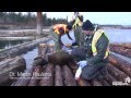 People free sea lion entangled in garbage