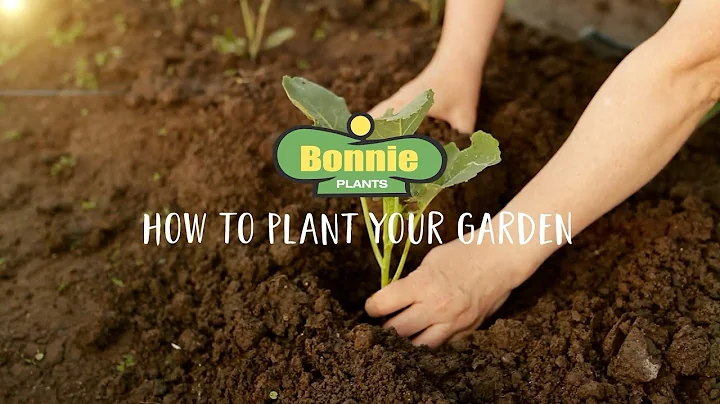 Welcome To The Garden: How to Plant Your Garden