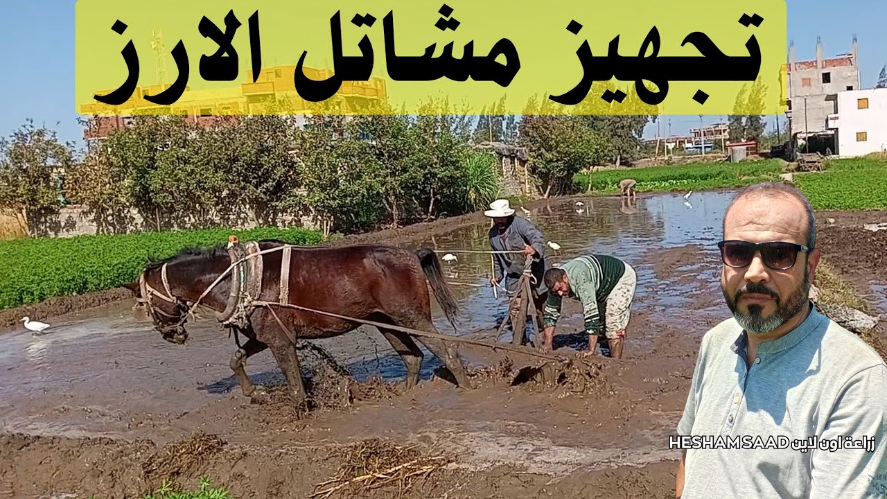 الارز /زراعة مشاتل الارز بالطريقه الصحيحه للحصول على اعلى انتاجية من الفدان