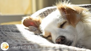 Dog Music [12 HOURS] Relaxing Sounds for Dogs with Anxiety! Helped 4 Million Dogs Worldwide!