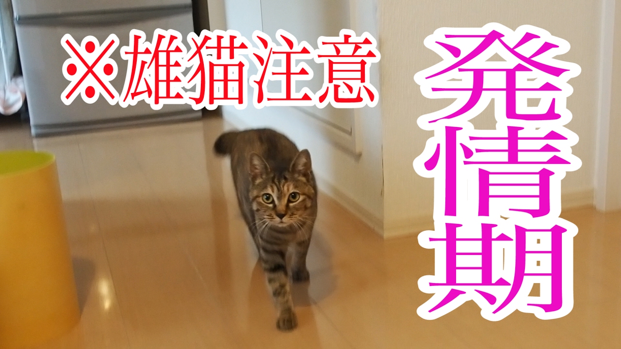 雄猫閲覧注意 キジトラ猫 スズ 発情期 Youtube