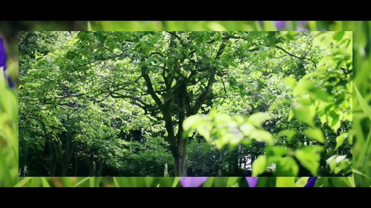 SING BIRD CONCERT YouTube