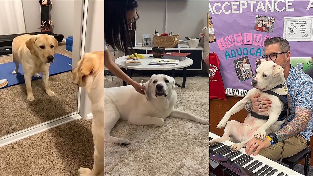 When Your Dog Is King of the House 😂 YouTube