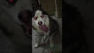 كلب هاسكي مفقود في الأردن (اربد) مكأفاه ٥٠٠ دينار لمن يجده