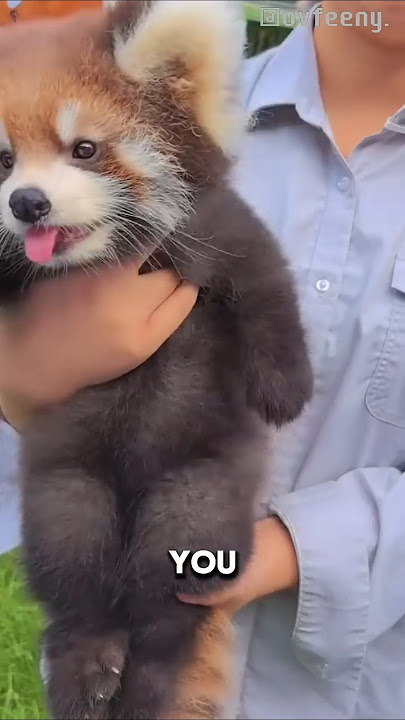 Red Pandas Have a Secret Superpower! #likeandsubscribe #cuteanimals #cute