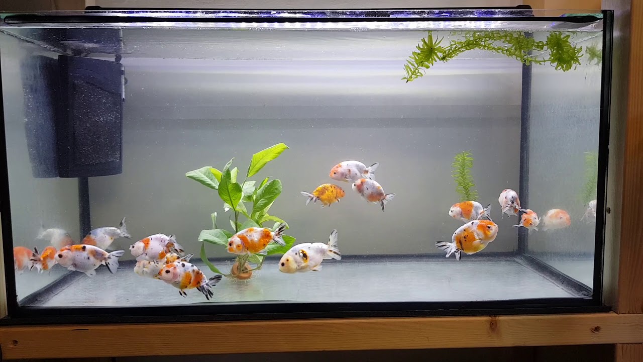 @fish Ranchu / buffelrug.