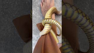 Mere munne bhool na jana tu apna farj nibhana #snakevideo ​⁠@Panchal_Ji_Snake_Expert  #shorts