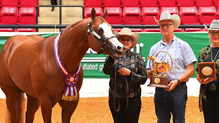 2019 AQHA Select 3-Year-Old Stallions