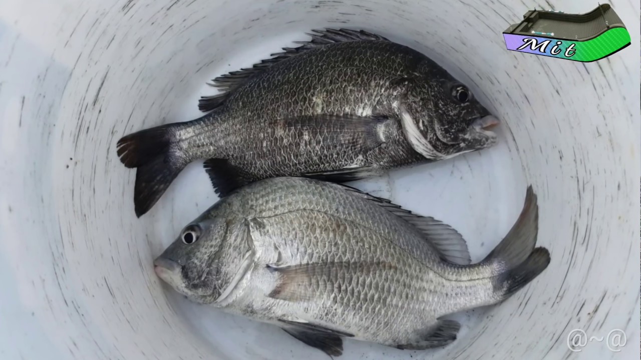 釣鸚哥魚方法 青衣釣法