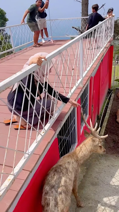 Megang tanduk rusa 🦌 #beranda #masukberanda #funny #shortvideo #comedy #shorts #short #trending #yt