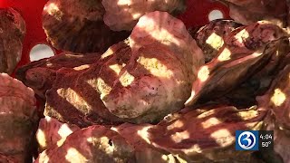 Mystic oyster farmers resume harvest after harsh winter