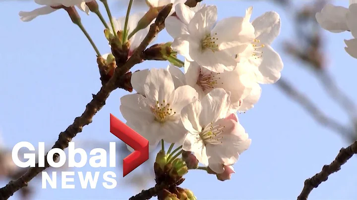 Tokyo's iconic Cherry Blossoms are in full bloom - 天天要聞