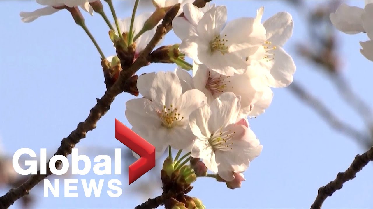 Tokyo's iconic Cherry Blossoms are in full bloom latest news nyc