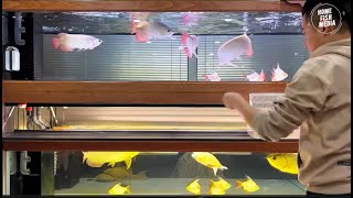 Aquarium video goldfish betta fish and koi fish in planted tank #649