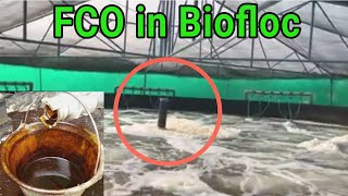 How To Make FCO In Biofloc Fish & shrimp Farming