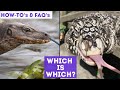 FAQ | What Is The Difference Between Monitor Lizards and Tegus?