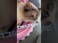 迷い子のマルシェちゃん🤣