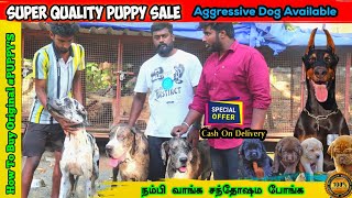 CHEAPEST DOG KENNEL Cute ஆன Native Breeds, Foreign Breeds, Toy Breeds CASH ON DELIVERY AVAILABLE