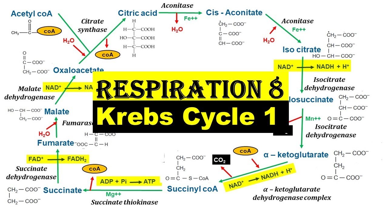 Respiration 8 | Krebs Cycle -- Part 1 | Citric acid cycle ...