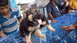 Download lagu Excellent Quality Imported Blood Line German Shepherd Puppy Rs 18000 Excellent Quality Imported Blood Line German Shepherd Puppy Rs 18000