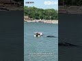 American Red Cross reminds people to be water smart this summer