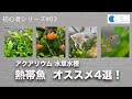 【アクアリウム　初心者シリーズ#03】はじめての水草水槽　おすすめ魚種４選！！