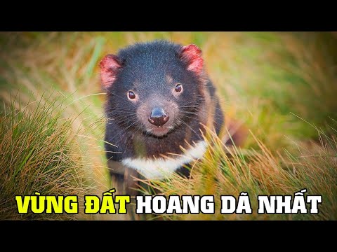 Video: Biển Tasman: vị trí, khí hậu, động thực vật