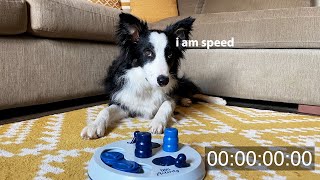 Border Collie Dog Activity Puzzle SPEEDRUN! screenshot 3