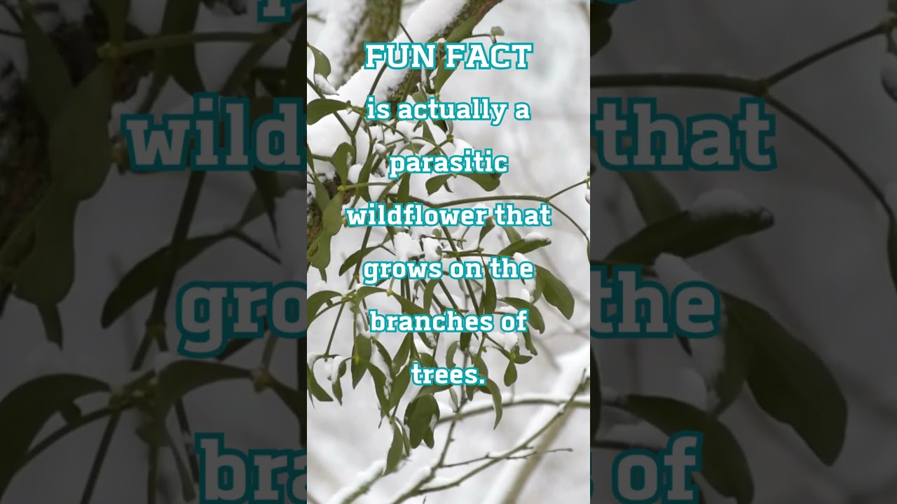 FUN FACT The Mistletoe Is Parasitic | Wild Flowers 
