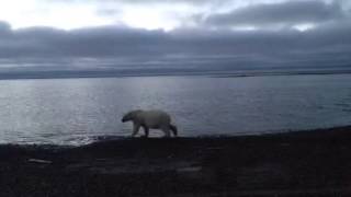 Polar bears wander past Interior Secretary Sally Jewell