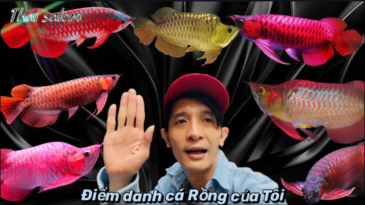 Tỗng hợp những con Cá Rồng của Thái Salem vê lốc - Đón thêm 2 bé Rồng mới