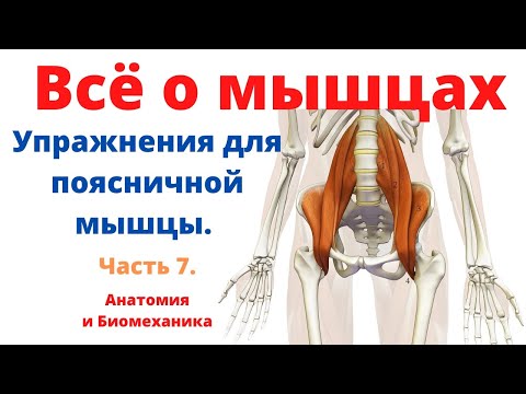 Всё о мышцах. Часть 7. Упражнения для подвздошно-поясничной мышцы.