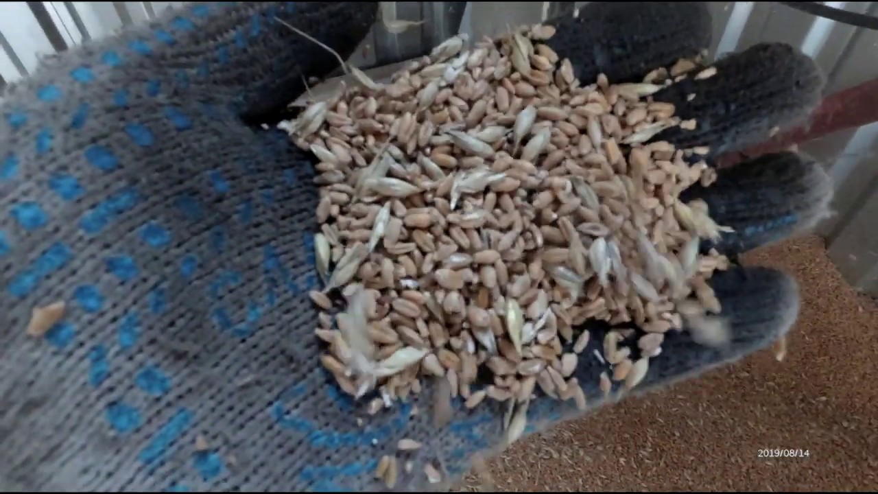 Сортировка семян пшеницы 2019г. - YouTube