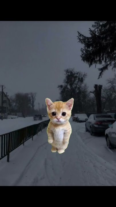 Пов:ты балерина#мем#котики #жиза - YouTube