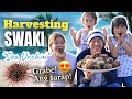 Harvesting swaki  melason family vlog