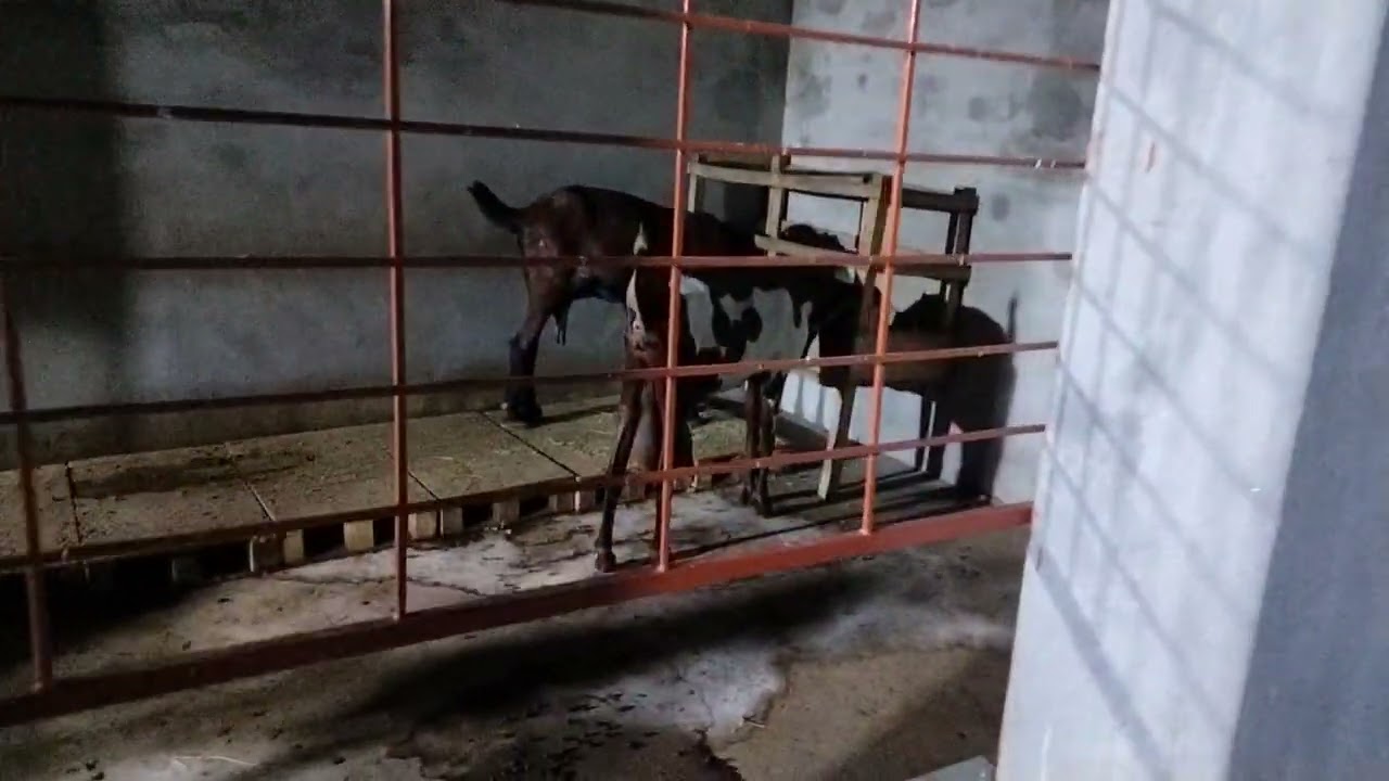 بکریوں کی ڈیورمنگ کر دی کراسنگ سیزن کی تیاری 