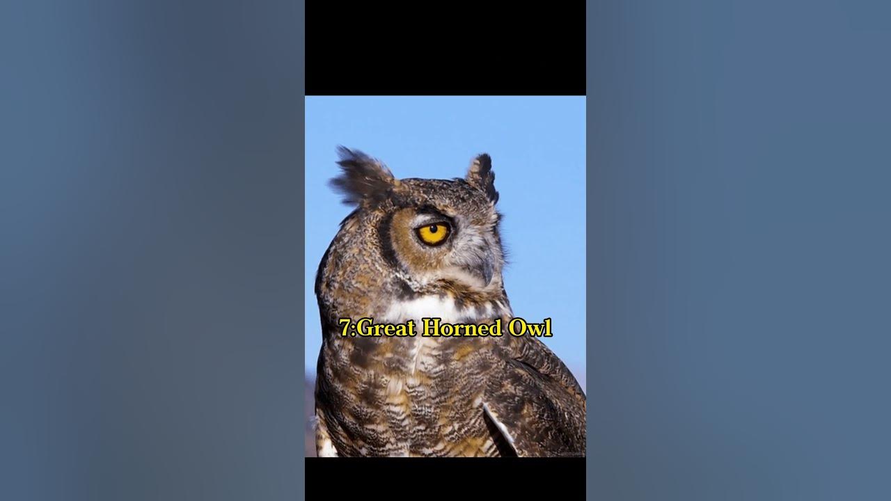 top-10-sharpest-claws-in-animal-kingdom-shorts-animals-youtube