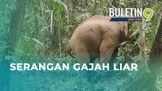 Petani Buntu Ladang Kelapa Sawit Diserang Gajah Liar