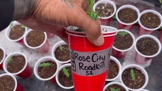Growing With Dubz S8 Ep.2 Seedlings and Sex Testing…