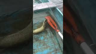 Рибалка 🎣🎣🎣 Щука на Тіні Мегалон #спінінг #fishing