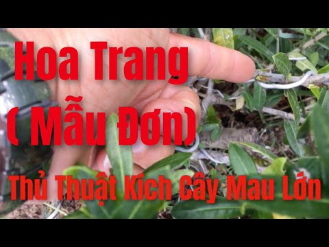 #1 Thủ Thuật Để Hoa Bông Trang ( Mẫu Đơn ) Mau Lớn – Hữu Đại TV Mới Nhất