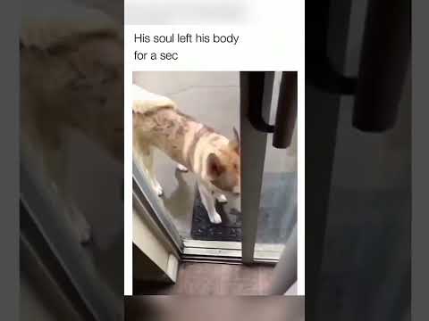 Dogs being idiot part 13| Funny dogs compilation #funnydog #funnypet #cutedog #dog
