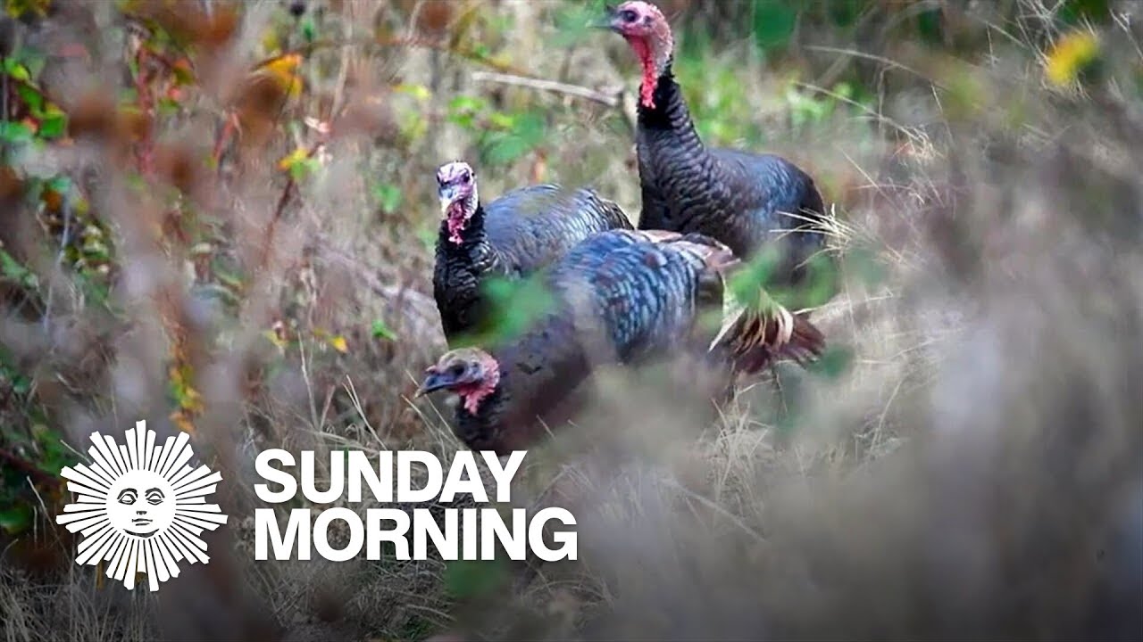 Nature: Turkeys in Washington State