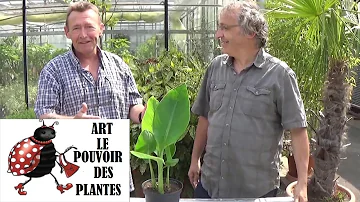 Quand et comment couper un canna ?