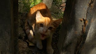 Feral kitten gives a chance to trust a human for the first time in his life by Stray Paws of Istanbul 2,175 views 2 months ago 4 minutes, 43 seconds