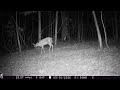 Whitetail Deer in the Woods