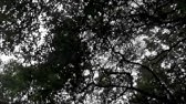 Angerica Aya Youtube