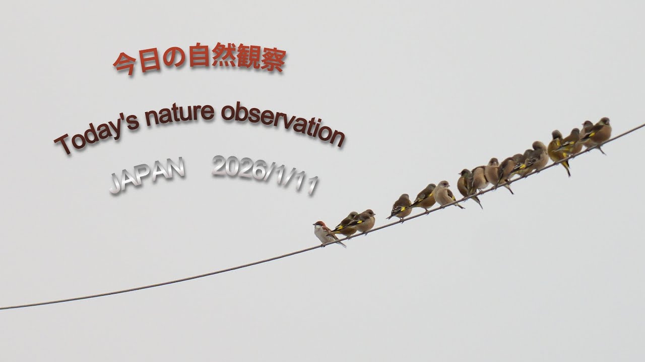 今日の自然観察　Today's nature observation　JAPAN  2026/1/11